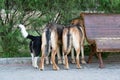 Three different dogs wandering around a public place have seen something interesting behind the bushes and are curiously watching Royalty Free Stock Photo