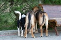 Three different dogs wandering around a public place have seen something interesting behind the bushes and are curiously watching Royalty Free Stock Photo