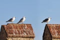 Three different gulls standing on a crenellation