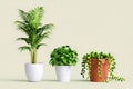 Three Different Indoor Houseplants Arranged in Decorative Pots Against Light Background Royalty Free Stock Photo