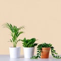Three Different Indoor Houseplants Arranged On Light Shelf Surface Royalty Free Stock Photo