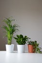 Three Different Indoor Houseplants Arranged On Modern Surface Against Neutral Wall Royalty Free Stock Photo