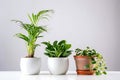 Three Different Indoor Houseplants Arranged On Simple Light Background Royalty Free Stock Photo