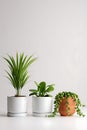 Three Different Indoor Plants Arranged In Modern Style Pots Royalty Free Stock Photo