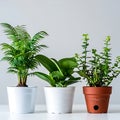 Three different indoor plants in stylish pots against plain background Royalty Free Stock Photo
