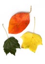 Three different leaves Royalty Free Stock Photo