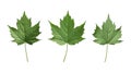Three Different Leaves Against Transparent Background Royalty Free Stock Photo