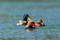 Three different colorful ducks swimming in water in sunlight Royalty Free Stock Photo