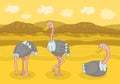 Three Happy Ostrich Royalty Free Stock Photo
