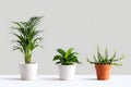 Three Different Potted Houseplants Arranged On Light Gray Surface Royalty Free Stock Photo