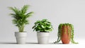 Three different potted indoor plants arranged neatly on plain surface Royalty Free Stock Photo