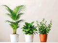Three different potted indoor plants arranged neatly on shelf against plain background Royalty Free Stock Photo