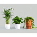 Three different potted indoor plants arranged neatly on shelf Royalty Free Stock Photo