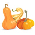 Three different pumpkin isolated on white background. Vector Illustration