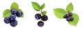 Three different types of blueberries. Isolated on transparent background Royalty Free Stock Photo