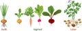 Three different types of root vegetables on white background. Plants with leaves and root system