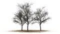 Three diffrent peach trees in the winter Royalty Free Stock Photo