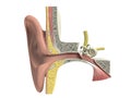 Three dimensional human ear anatomy