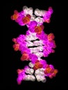 Three-dimensional model of DNA