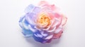 White Rose With Pink And Blue Gradient: Realistic Depiction Of Light And Color