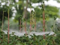 Three dimensional spider`s web after the rain Royalty Free Stock Photo