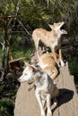 The three dingos are resting on a log Royalty Free Stock Photo