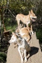 The three dingos are resting on a log Royalty Free Stock Photo