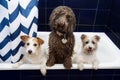 Three dirty dog inside a bathtub ready for shower time