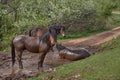 Three dirty horses standing in the mud on the road near the green field