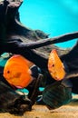Three discus fish Royalty Free Stock Photo