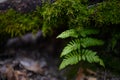 Three distinct green ferns in closeup in forest with green moss