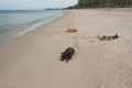 Three Dog Sleeping on the beach Royalty Free Stock Photo