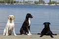 Three dogs Royalty Free Stock Photo