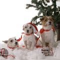 Three dogs Royalty Free Stock Photo