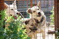 Three dogs in an aviary behind bars. Shelter for dogs. Royalty Free Stock Photo