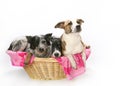 Three dogs in basket Royalty Free Stock Photo