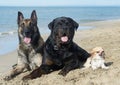 Three dogs on the beach Royalty Free Stock Photo