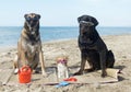 Three dogs on the beach Royalty Free Stock Photo