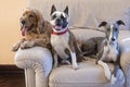 Three dogs , Boston terrier, Cocker spaniel, Whippet on a large white chair Royalty Free Stock Photo