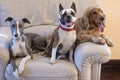 Three dogs , Boston terrier, Cocker spaniel, Whippet on a large white chair Royalty Free Stock Photo