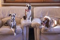 Three dogs , Boston terrier, Cocker spaniel and Whippet on white leather chairs Royalty Free Stock Photo