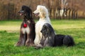 Three dogs breed Afghan Hound Royalty Free Stock Photo