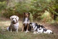 Three dogs and a cat posing together in a natural environment. horizontal family portrait. adopt, don`t buy Royalty Free Stock Photo