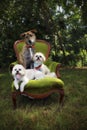 Three dogs on chair Royalty Free Stock Photo