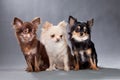 Three dogs of Chihuahua breed, different color