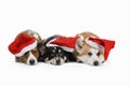 Three dogs in New Year`s caps. Pembroke welsh corgi and cardigan on white background Royalty Free Stock Photo