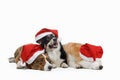 Three dogs in New Year`s caps. Pembroke welsh corgi and cardigan on white background Royalty Free Stock Photo