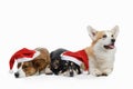 Three dogs in New Year`s caps. Pembroke welsh corgi and cardigan on white background Royalty Free Stock Photo