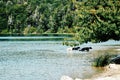 three dogs come out of the lake after swimming Royalty Free Stock Photo