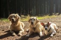 Three dogs in contrejour lighting Royalty Free Stock Photo